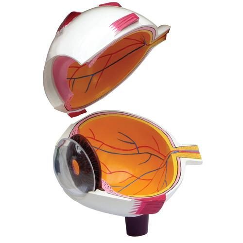1019534_02_Full-Eye-Model.jpg