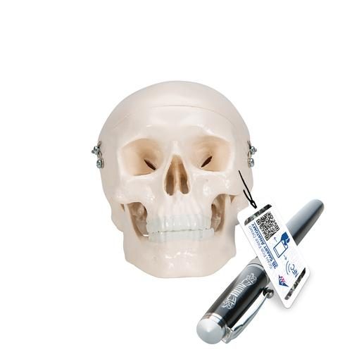 A18-15_01_Mini-Human-Skull-Model-3-part-Skullcap-Base-of-Skull-Mandible-3B-Smart-Anatomy.jpg