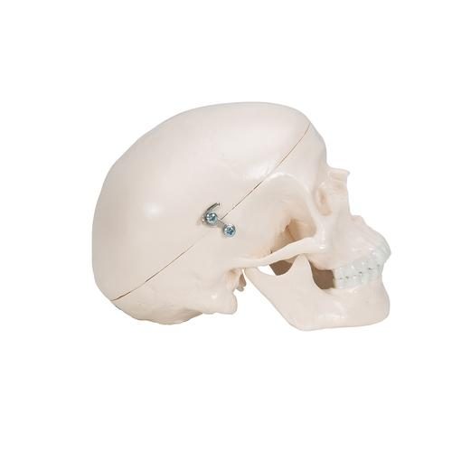 A18-15_03_Mini-Human-Skull-Model-3-part-Skullcap-Base-of-Skull-Mandible-3B-Smart-Anatomy.jpg