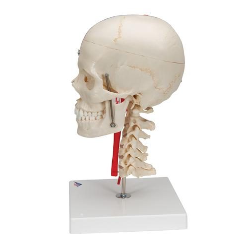 A283_03_BONElike-Human-Skull-Model-Half-Transparent-Half-Bony-Complete-with-Brain-Vertebrae-3B-Smart-Anatomy.jpg