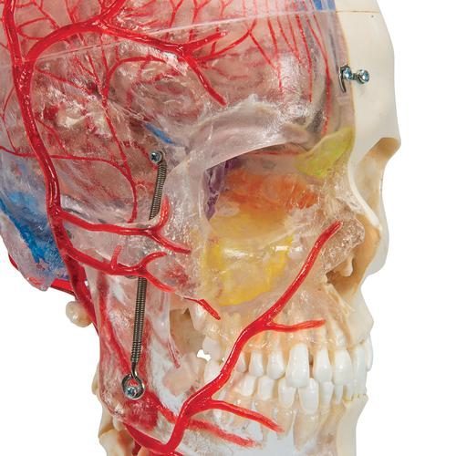 A283_05_BONElike-Human-Skull-Model-Half-Transparent-Half-Bony-Complete-with-Brain-Vertebrae-3B-Smart-Anatomy.jpg