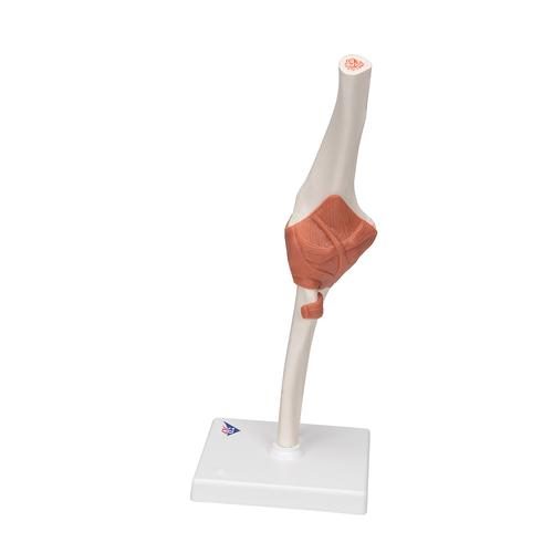 A83_05_Functional-Human-Elbow-Joint-Model-with-Ligaments-3B-Smart-Anatomy.jpg