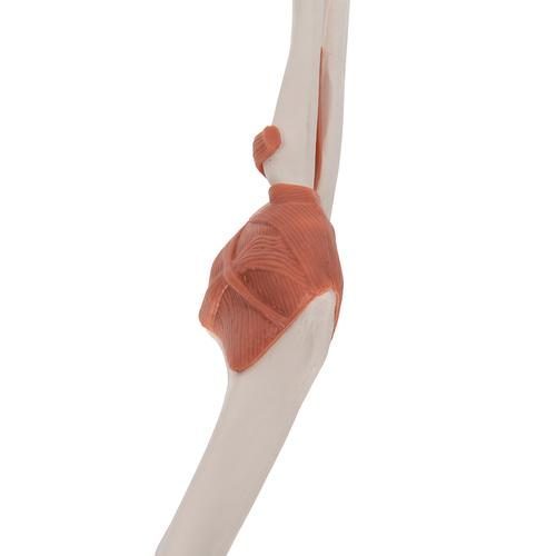 A83_06_Functional-Human-Elbow-Joint-Model-with-Ligaments-3B-Smart-Anatomy.jpg