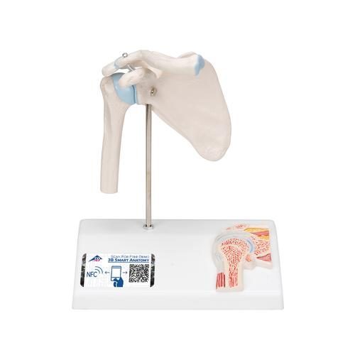 A86-1_01_Mini-Human-Shoulder-Joint-Model-with-Coss-Section-3B-Smart-Anatomy.jpg