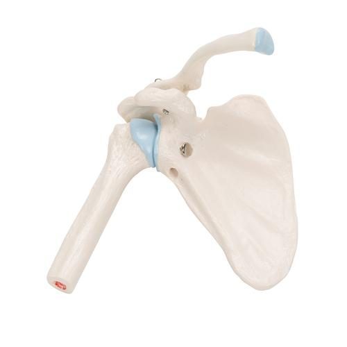A86-1_05_Mini-Human-Shoulder-Joint-Model-with-Coss-Section-3B-Smart-Anatomy.jpg