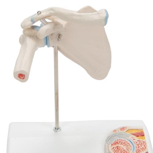 A86-1_08_Mini-Human-Shoulder-Joint-Model-with-Coss-Section-3B-Smart-Anatomy.jpg
