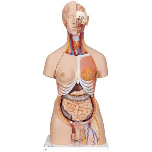 B35_01_Deluxe-Dual-Sex-Human-Torso-Model-with-Opened-Back-28-part-3B-Smart-Anatomy.jpg