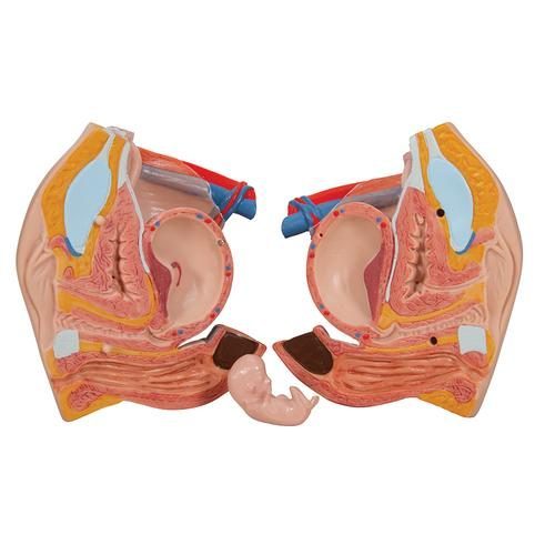 B35_07_Deluxe-Dual-Sex-Human-Torso-Model-with-Opened-Back-28-part-3B-Smart-Anatomy.jpg
