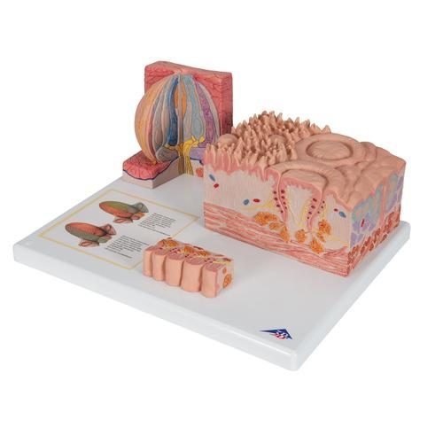 D17_05_3B-MICROanatomy-Human-Tongue-Model-3B-Smart-Anatomy.jpg