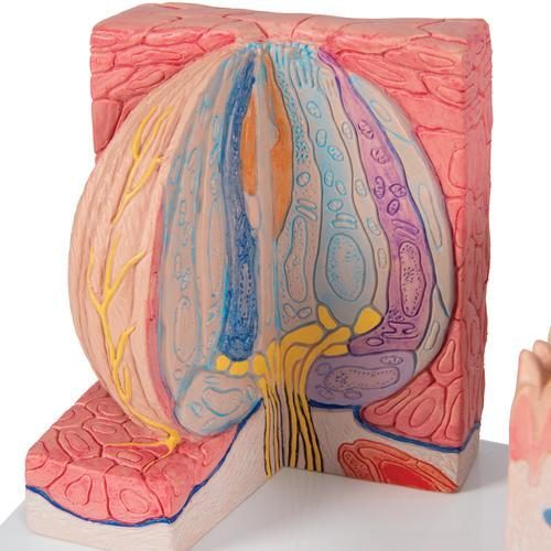 D17_06_3B-MICROanatomy-Human-Tongue-Model-3B-Smart-Anatomy.jpg
