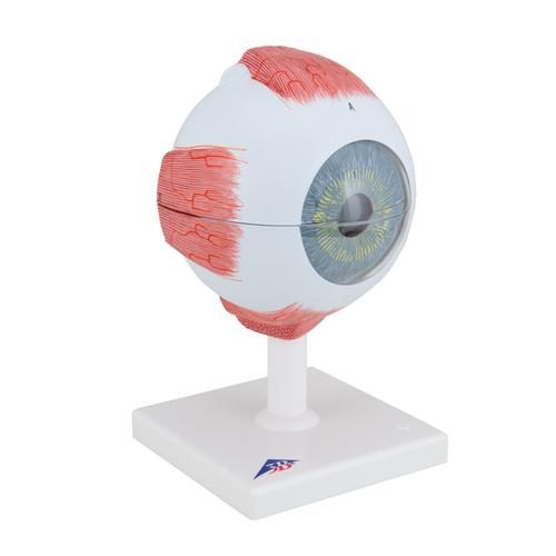 F10_02_Human-Eye-Model-5-times-Full-Size-6-part-3B-Smart-Anatomy.jpg