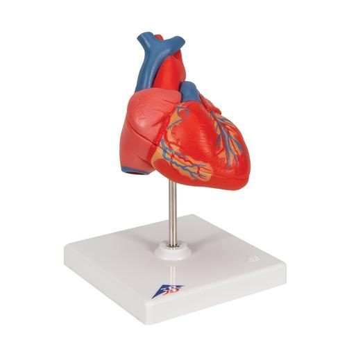 G08_02_Classic-Human-Heart-Model-2-part-3B-Smart-Anatomy.jpg