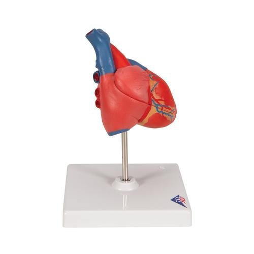 G08_03_Classic-Human-Heart-Model-2-part-3B-Smart-Anatomy.jpg