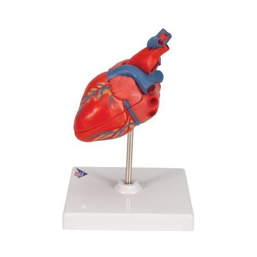G08_05_Classic-Human-Heart-Model-2-part-3B-Smart-Anatomy.jpg