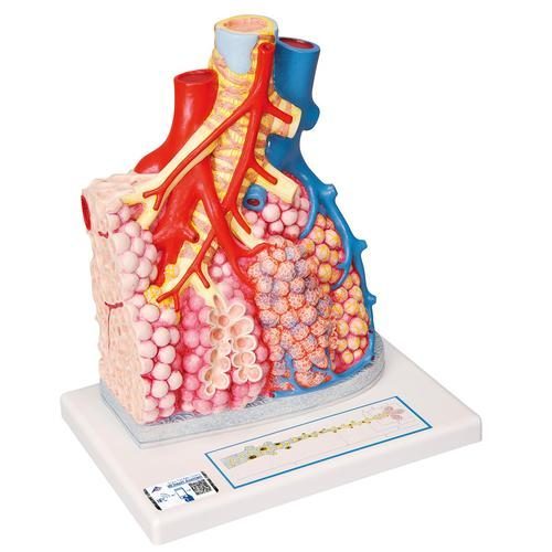 G60_01_Model-of-Pulmonary-Lobule-with-Surrounding-Blood-Vessels-130-times-Magnified-3B-Smart-Anatomy.jpg