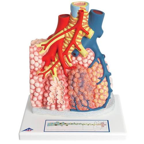 G60_02_Model-of-Pulmonary-Lobule-with-Surrounding-Blood-Vessels-130-times-Magnified-3B-Smart-Anatomy.jpg