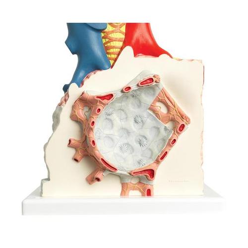 G60_03_Model-of-Pulmonary-Lobule-with-Surrounding-Blood-Vessels-130-times-Magnified-3B-Smart-Anatomy.jpg