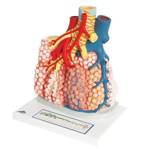 G60_04_Model-of-Pulmonary-Lobule-with-Surrounding-Blood-Vessels-130-times-Magnified-3B-Smart-Anatomy.jpg