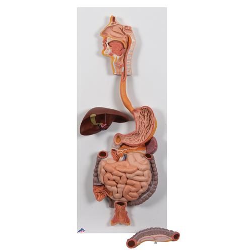 K20_02_Human-Digestive-System-Model-2-part-3B-Smart-Anatomy.jpg