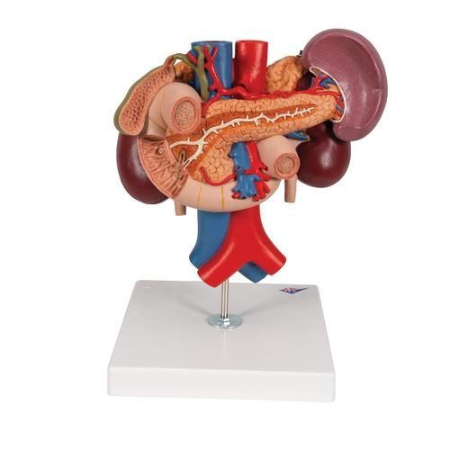 K22-3_04_Human-Kidneys-Model-with-Rear-Organs-of-Upper-Abdomen-3-part-3B-Smart-Anatomy.jpg