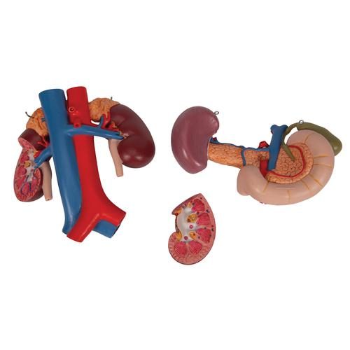 K22-3_07_Human-Kidneys-Model-with-Rear-Organs-of-Upper-Abdomen-3-part-3B-Smart-Anatomy.jpg