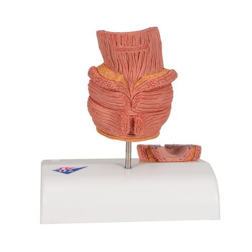 K27_04_Hemorrhoid-Model-3B-Smart-Anatomy.jpg