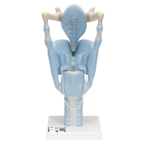 VC219_01_Functional-Human-Larynx-Model-3-times-Full-Size-3B-Smart-Anatomy.jpg