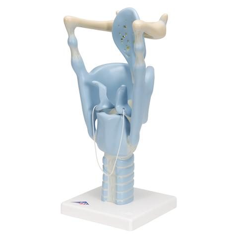 VC219_06_Functional-Human-Larynx-Model-3-times-Full-Size-3B-Smart-Anatomy.jpg
