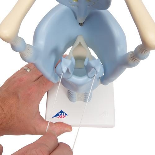 VC219_07_Functional-Human-Larynx-Model-3-times-Full-Size-3B-Smart-Anatomy.jpg
