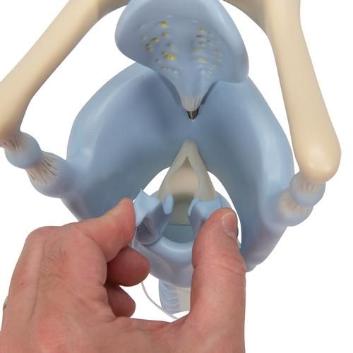 VC219_08_Functional-Human-Larynx-Model-3-times-Full-Size-3B-Smart-Anatomy.jpg