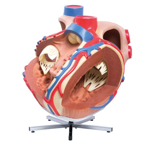 VD250_02_Giant-Human-Heart-Model-8-times-Life-Size-3B-Smart-Anatomy.jpg