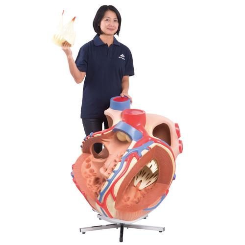 VD250_05_Giant-Human-Heart-Model-8-times-Life-Size-3B-Smart-Anatomy.jpg